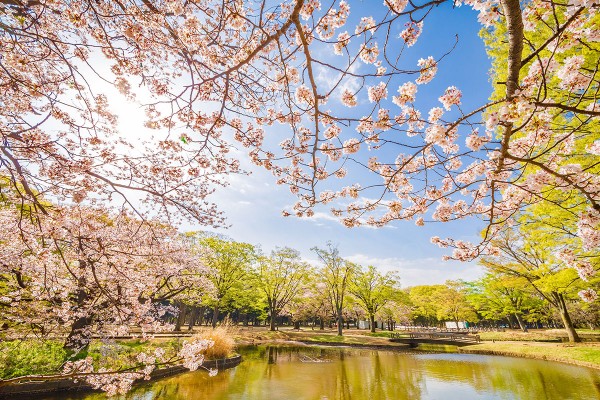 Japonya'da Sonbaharın En Güzel Hali resmi