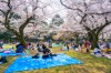 Japonya'da Sonbaharın En Güzel Hali resmi