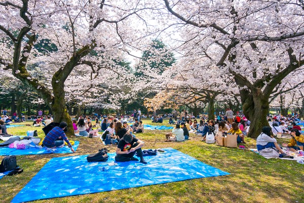 Japonya'da Sonbaharın En Güzel Hali resmi